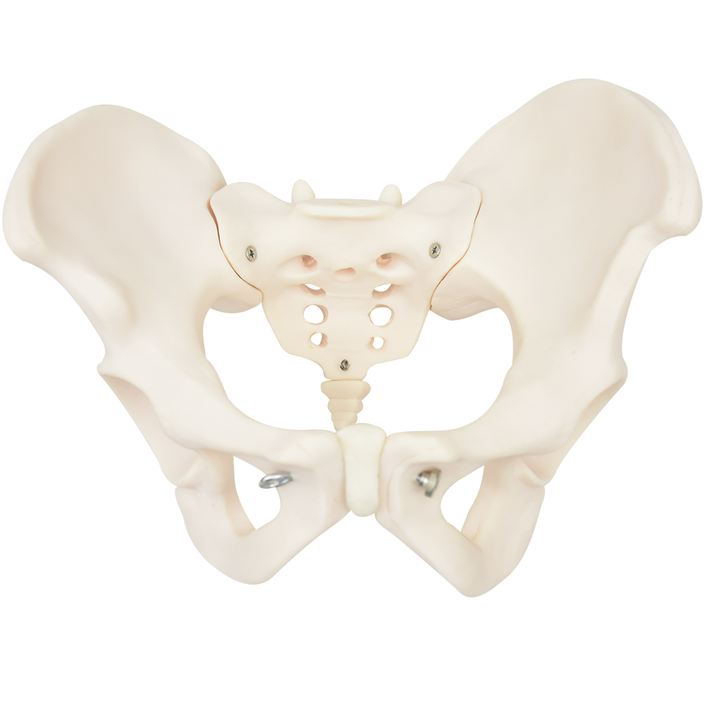 Pelvis femenina ósea