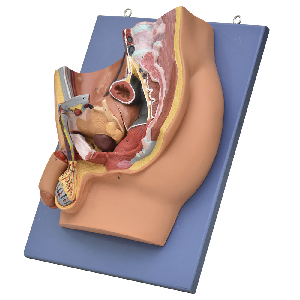 Corte sagital de pelvis masculina