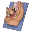 Corte sagital de pelvis masculina