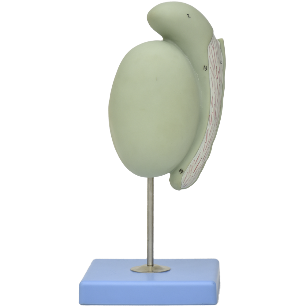 Modelo anatómico de testículo gigante