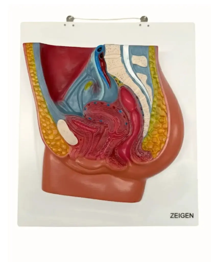 Corte sagital de pelvis femenina