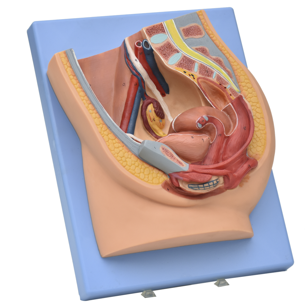 Corte sagital de pelvis femenina