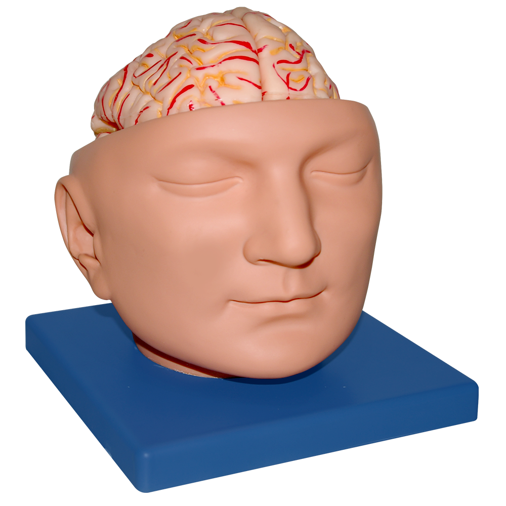 Encefalo de lujo con arterias