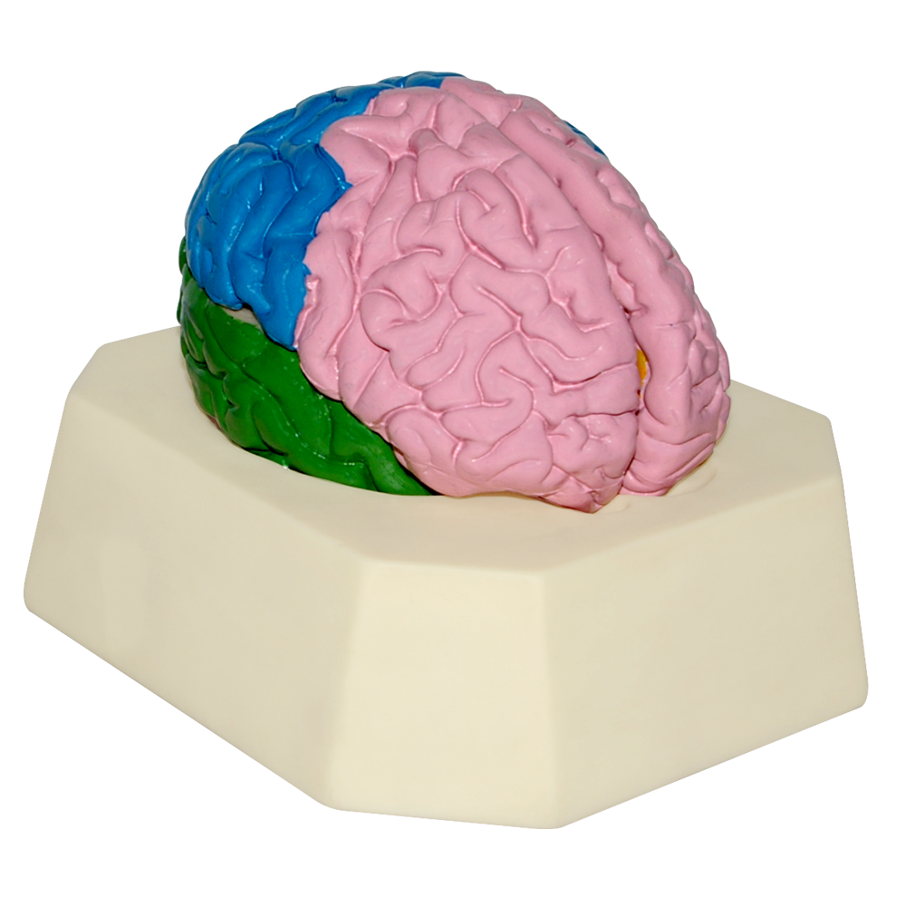 Modelo de cerebro con lóbulos