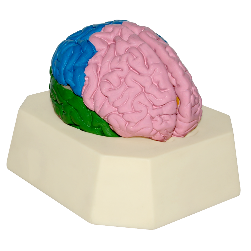 Modelo de cerebro con lobulos