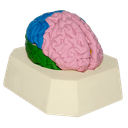 Modelo de cerebro con lóbulos