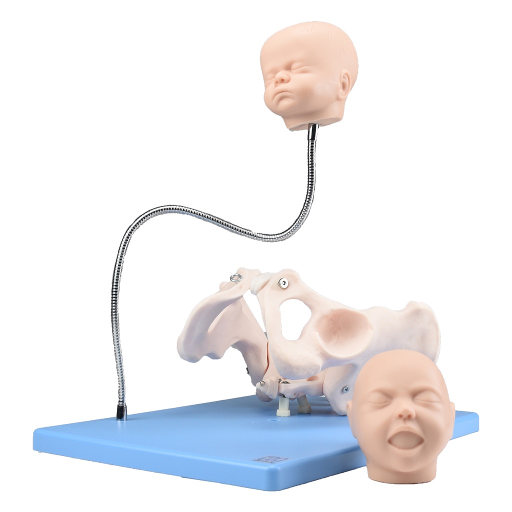Modelo de pelvis con cabezas fetales
