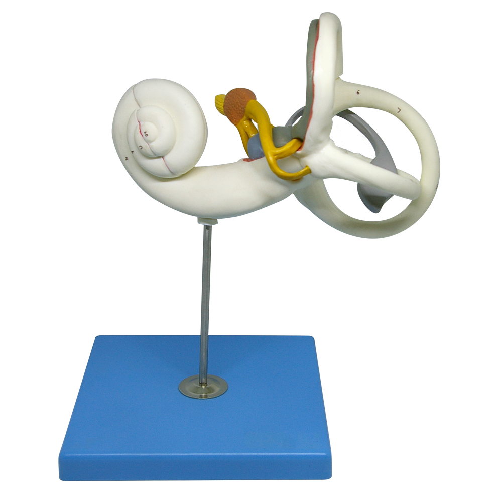 Modelo anatómico de laberinto de oído