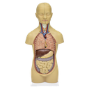 Torso de 50 cm
