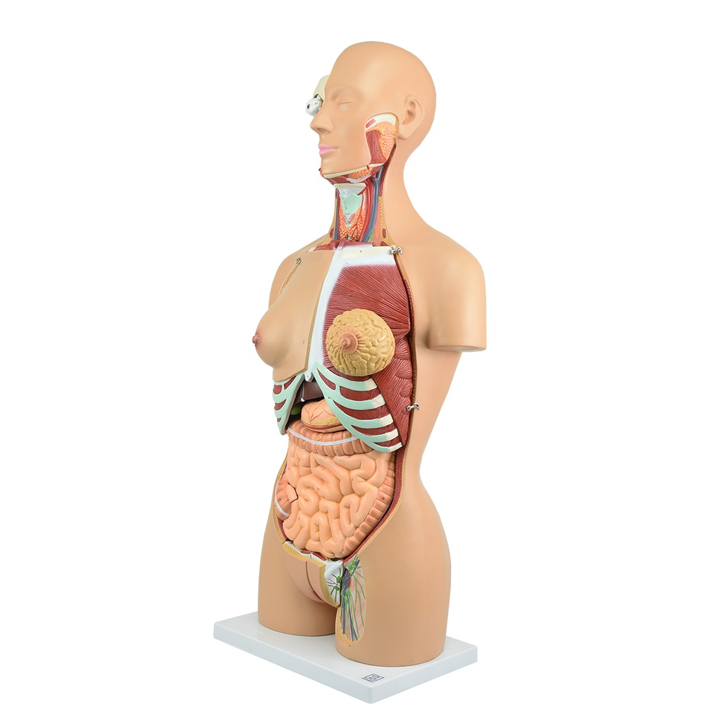 Torso bisexual de lujo