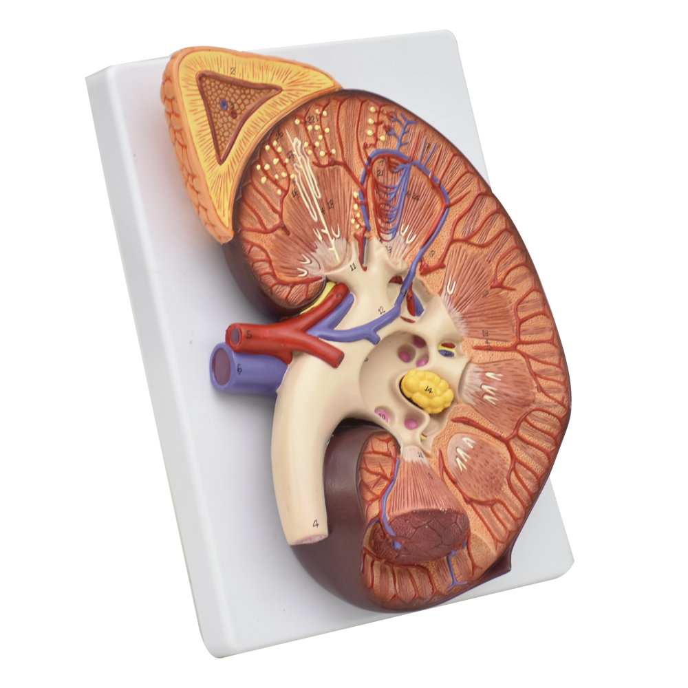 Riñón con glándula adrenal | Zeigen