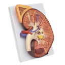 Riñón con glándula adrenal