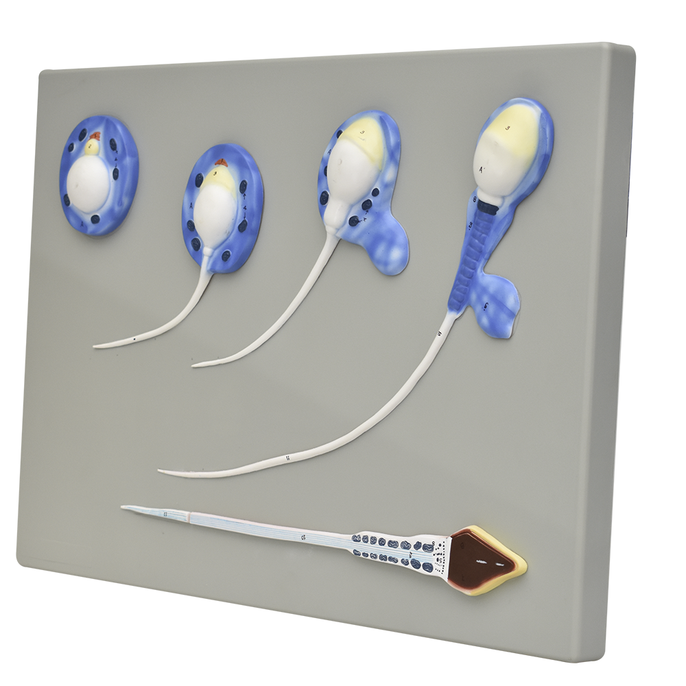 Modelo de espermatozoides