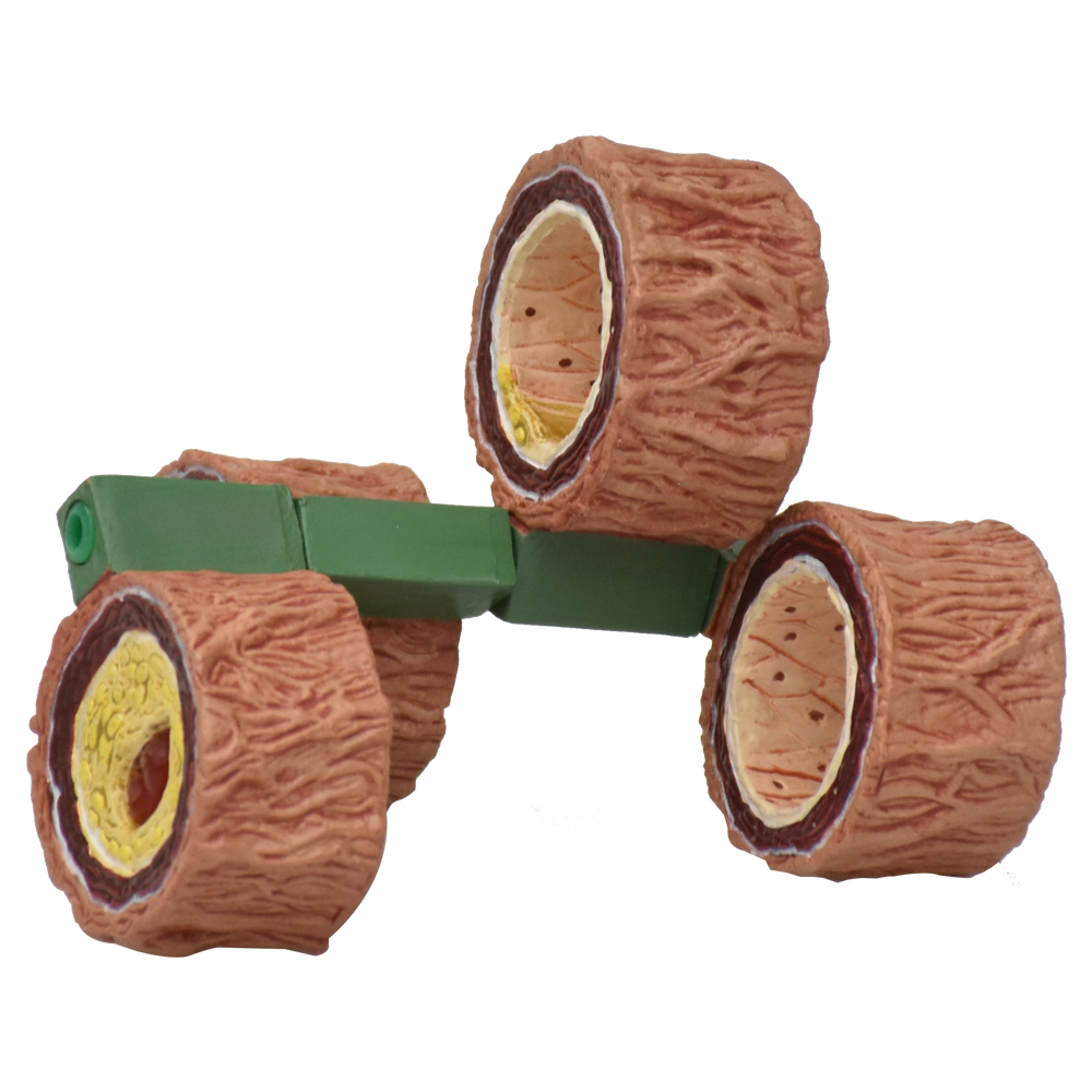 Arteria