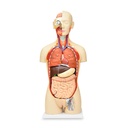 Torso bisexual