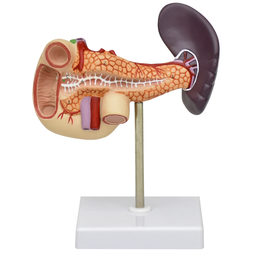 Pancreas, duodeno y vesicula
