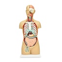 Torso asexual