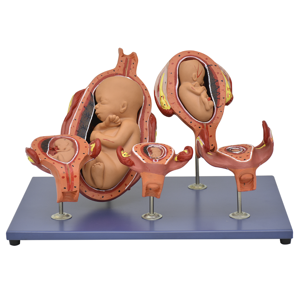 Modelo de desarrollo del feto
