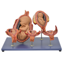 Modelo de desarrollo del feto