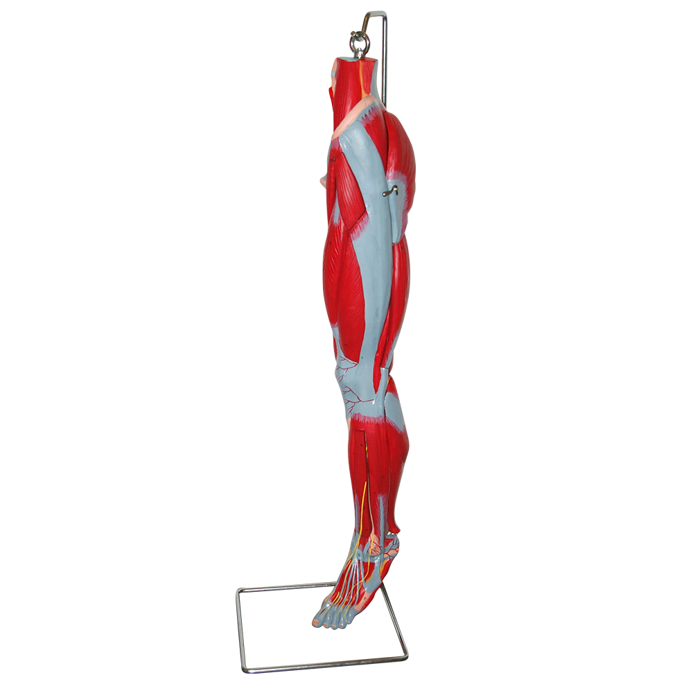 Musculatura de pierna