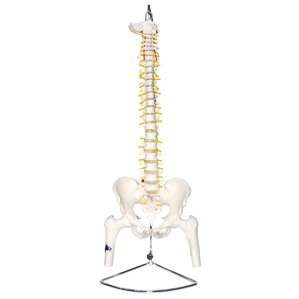 Columna vertebral con pelvis