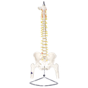 Columna vertebral con pelvis