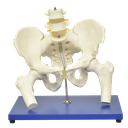 Pelvis con columna lumbar y cabeza femoral
