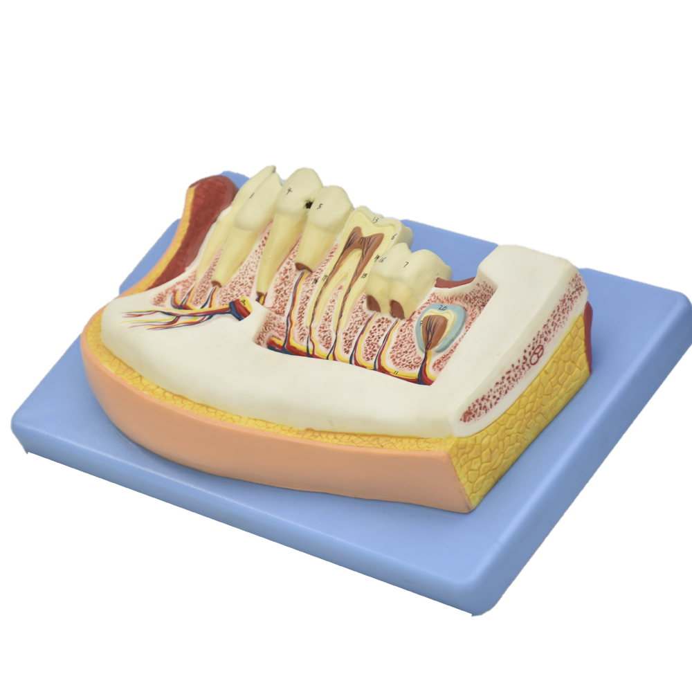 Mandíbula inferior niño