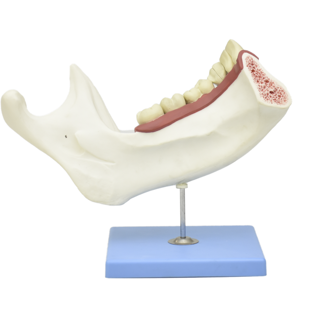 Mandibula inferior de adulto