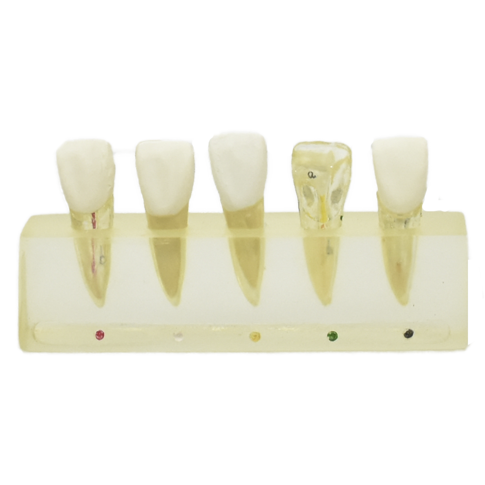Modelo clínico de endodoncia