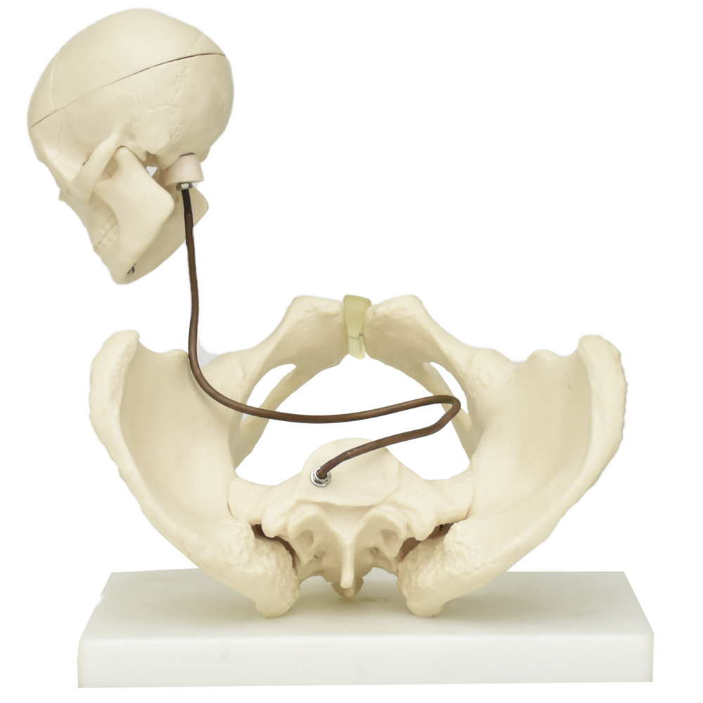 Pelvis para demostración de nacimiento