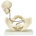 Pelvis para demostración de nacimiento