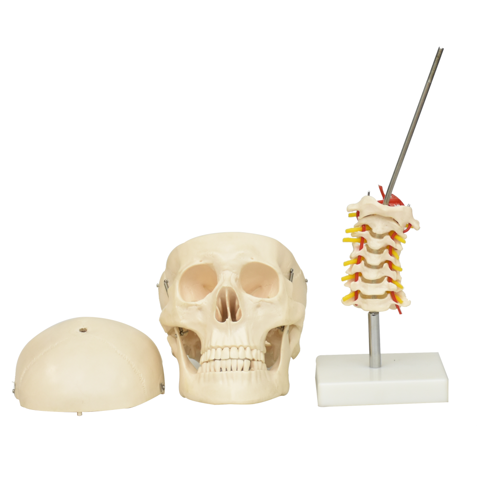 Craneo con cuello