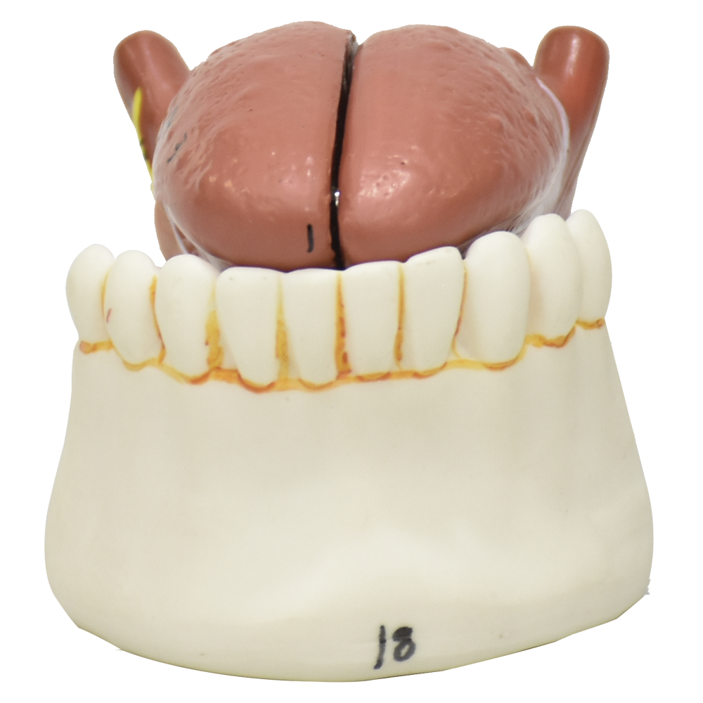 Modelo de la lengua