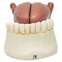 Modelo de la lengua