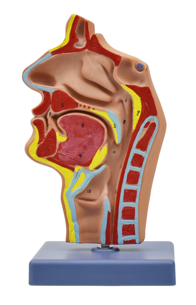 Modelo de cavidad nasal, oral, garganta y faringe
