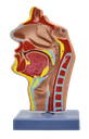 Modelo de cavidad nasal, oral, garganta y faringe
