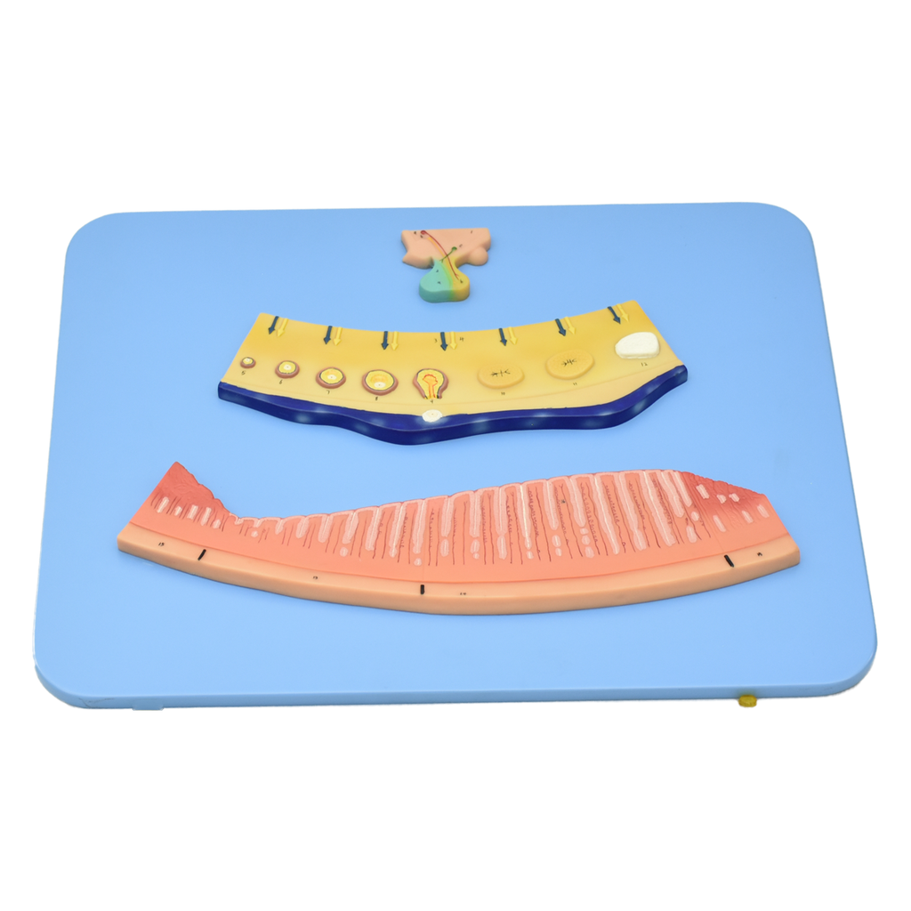 Modelo de ciclo menstrual