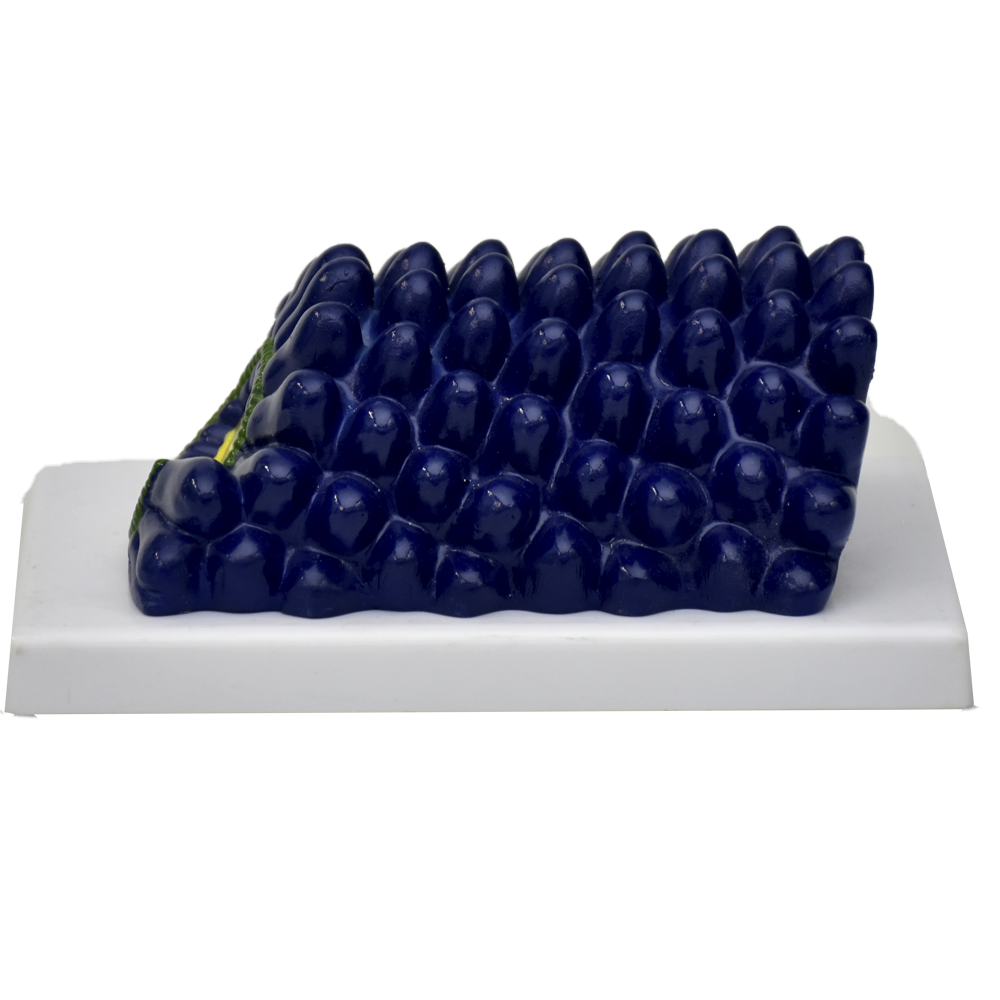 Modelo de virus