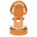 Dentadura para ortodoncia