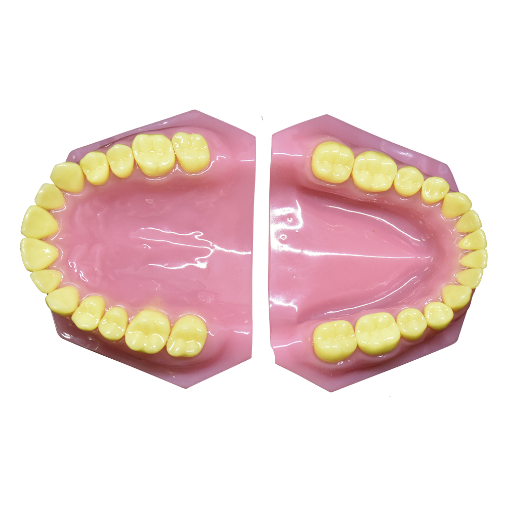 Modelo de dentadura de adulto