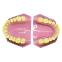 Modelo de dentadura de adulto