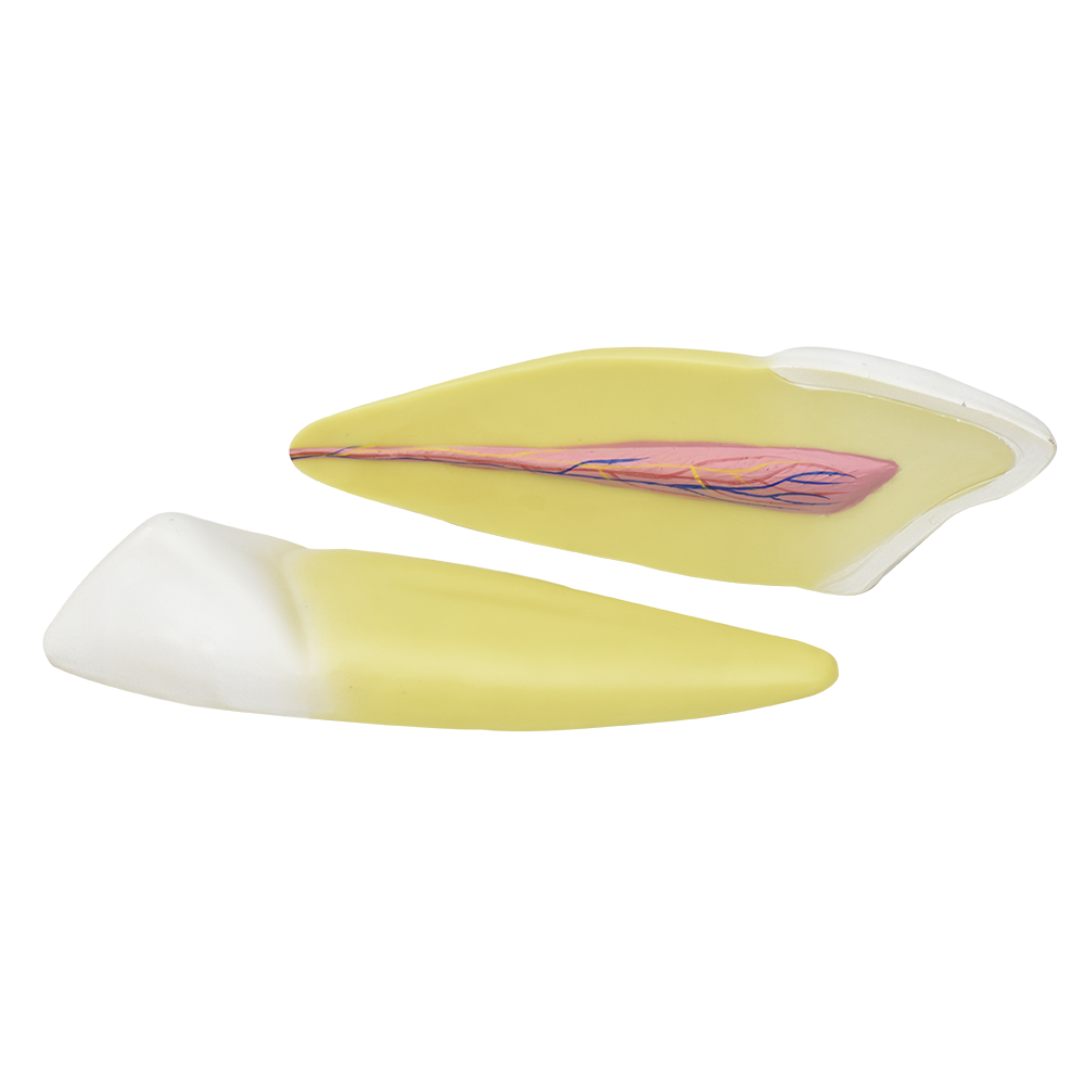 Diente canino inferior