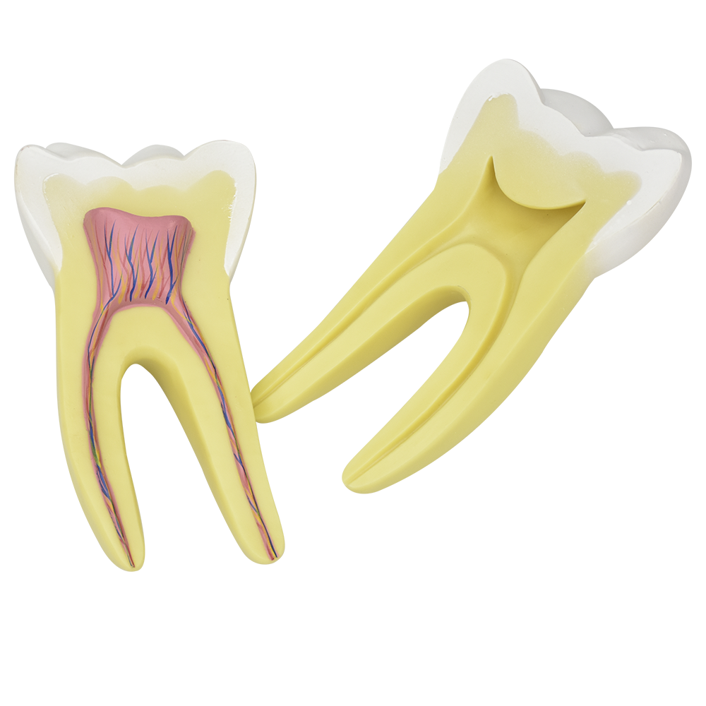 Primer molar inferior de raiz sencilla