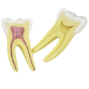 Primer molar inferior de raiz sencilla