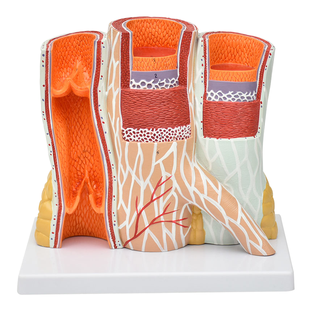 Modelo de arteria y vena