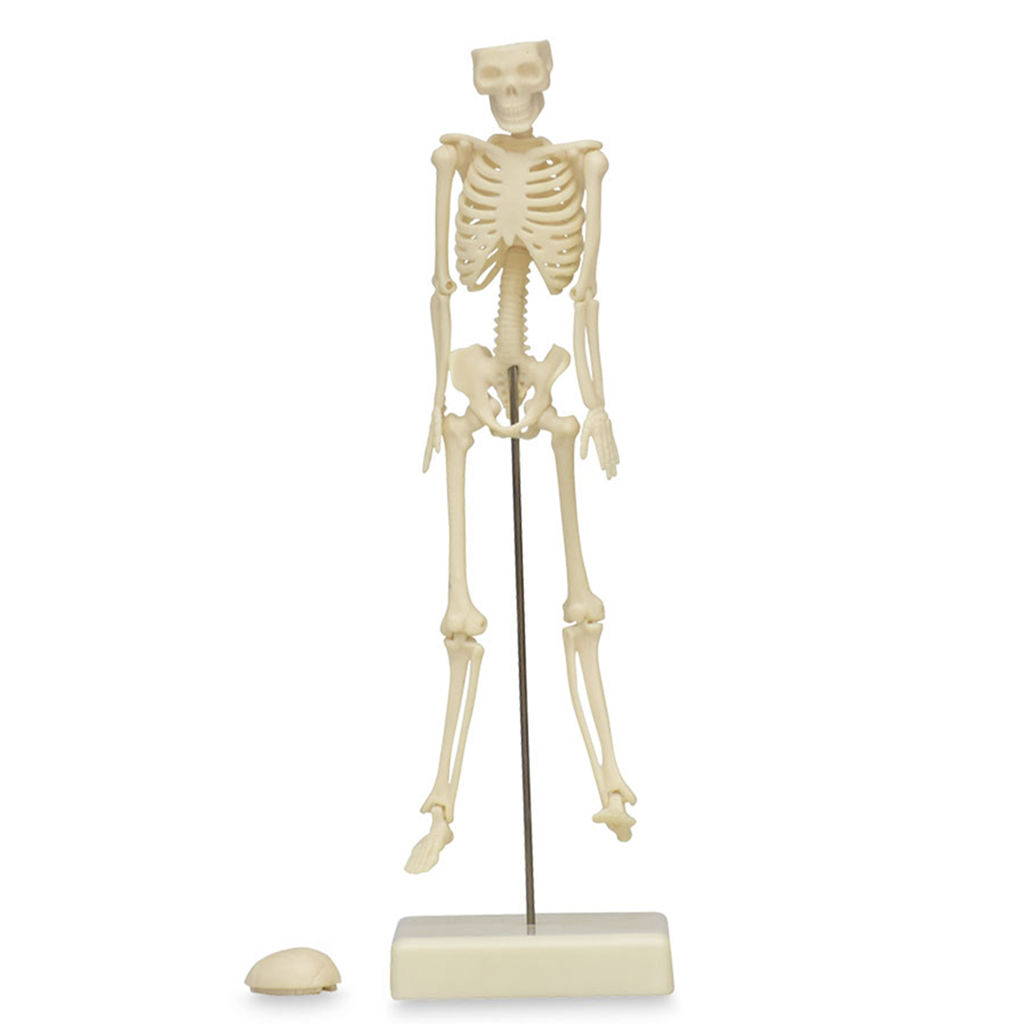 Esqueleto de 18 cm
