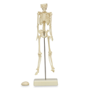Esqueleto de 18 cm
