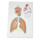Lámina de sistema respiratorio