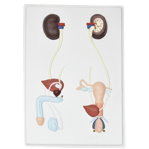 Lamina de sistema urogenital